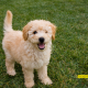 Understanding the Goldendoodle Temperament